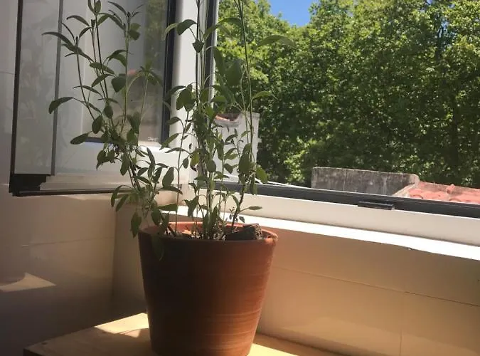 ホステル Casa Dos Poetas カルダス・ダ・ライーニャ